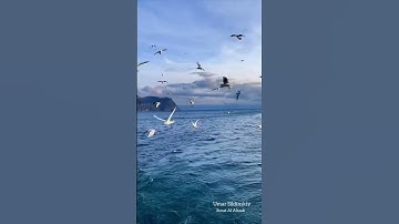 Umar Sildinskiy, Surat Al Ahzab    سورة الأحزاب