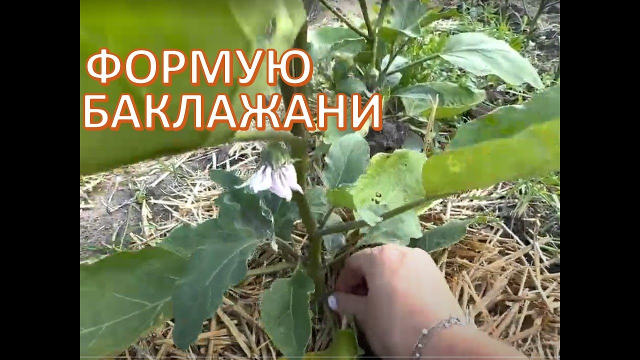 Формую баклажани