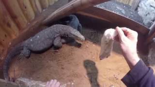 Male Varanus Salvadorii feeding