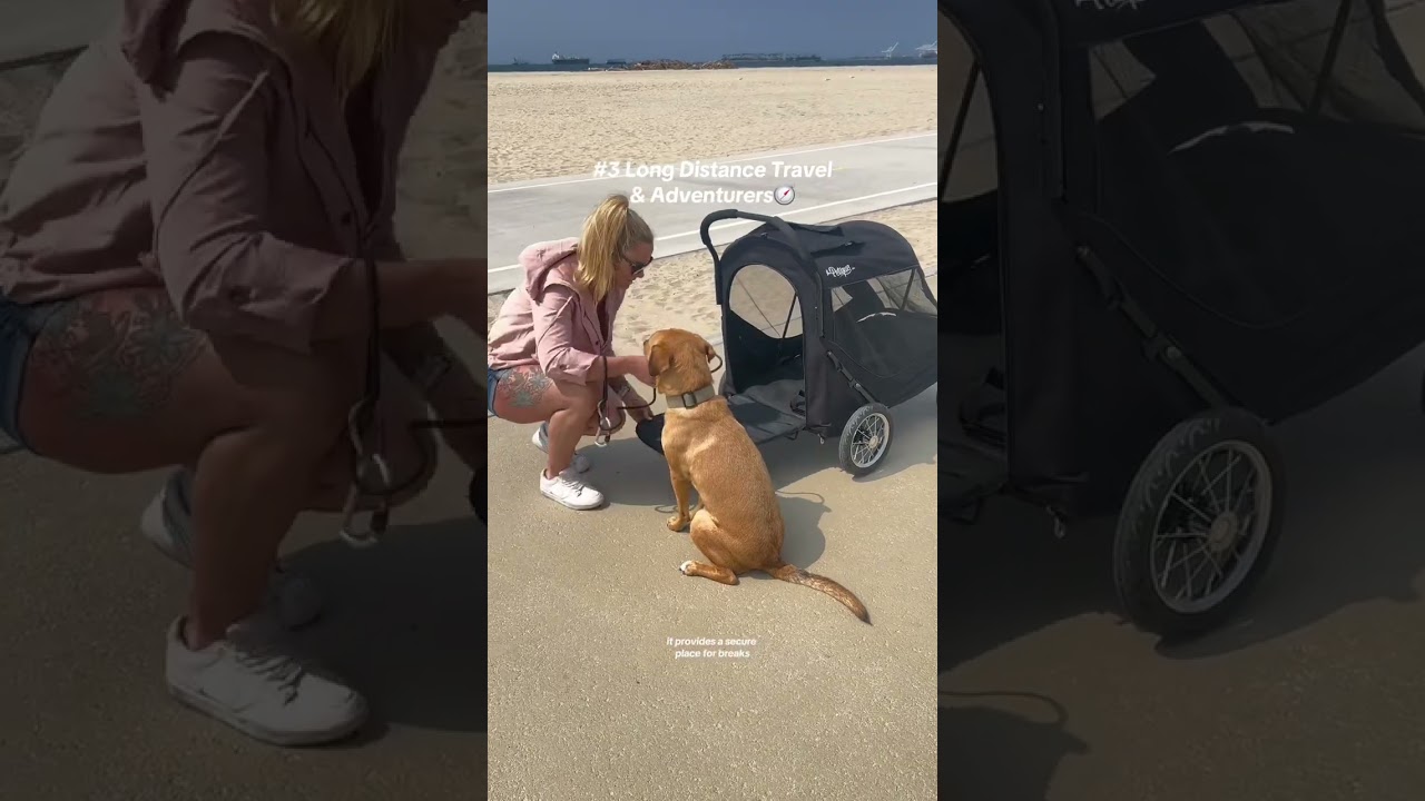 Why large dogs could need a pet stroller 🤔 #largedogs #bigdog #petstroller #dogstroller #dogs 縮圖