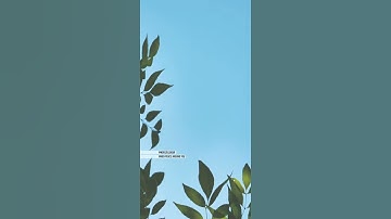 Thumbnail of Post Malone Sunflower WhatsApp status