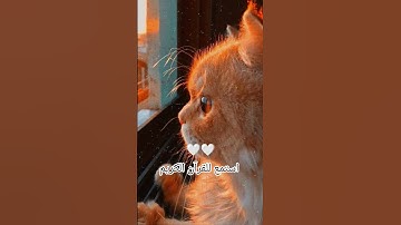 اكتب شيء تؤجر عليه يوم القيامة 😴🖤 #آيات_الرحمة #القرآن_الكريم #اللهم_صل_على_محمد_وال_محمد #المصحف