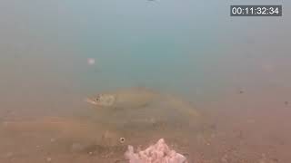 видео: Подводная съемка в Черном море. Реакция рыбы на прикормку Minenko. Кефаль подошла за 4 минуты. Адлер картинка: Подводная съемка в Черном море. Реакция рыбы на прикормку Minenko. Кефаль подошла за 4 минуты. Адлер