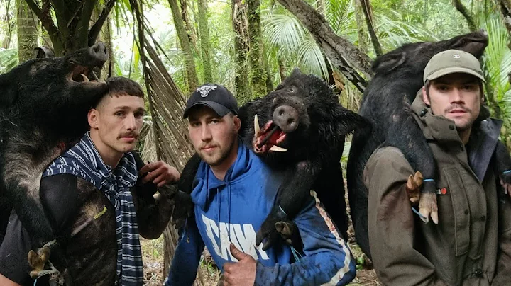 3 boars for the morning | Pig Hunting NZ 2022
