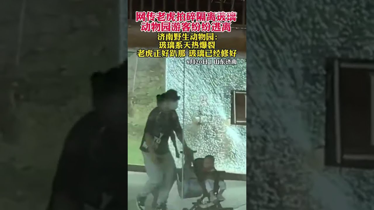 中国の野生動物公園 トラの餌やりコーナーのガラス壁全体が粉々に レコードチャイナ 中国東部 山東省章丘市にある野生動物公園 dメニューニュース Nttドコモ 中国の野生動物公園 トラの餌やりコーナーのガラス壁全体が粉々に レコードチャイナ 中国東部 山東省章丘市にある野生動物公園 dメニューニュース Nttドコモ