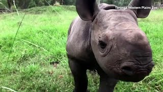 Baby rhino enjoys first mud bath at Australian zoo