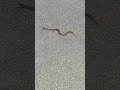 Suddenly met a poisonous snake on the road #shorts #snake