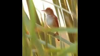 Burung Cikrok / Kerakbasi Di Alam Liar