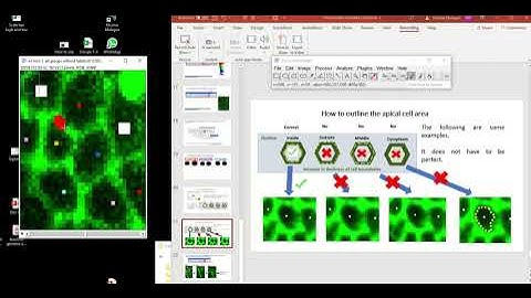 How to outline the cell in ImageJ