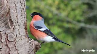 amazing nature of music relax/birds very beautiful birds singing#status #youtubevideo #youtube