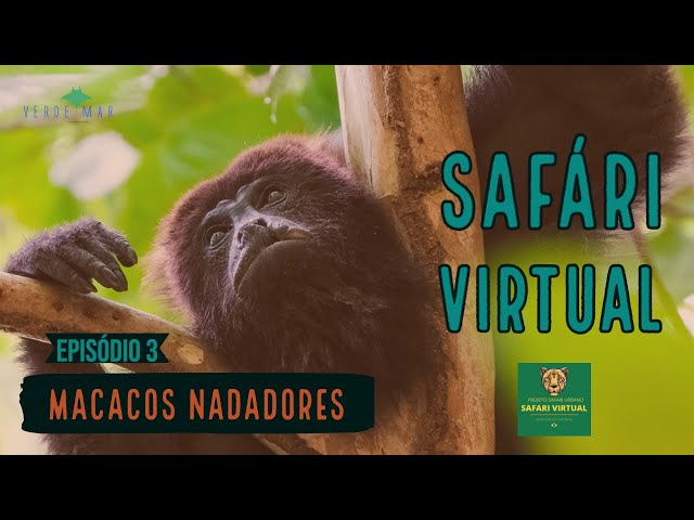 Lê M.D.: Macaco Aranha: de Verdade ou Não