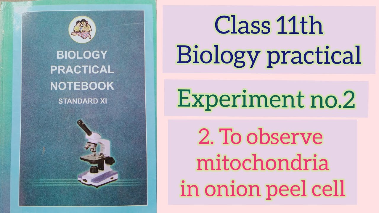 2. To observe mitochondria in onion peel cell। Ex. No.2। Bio practical ...