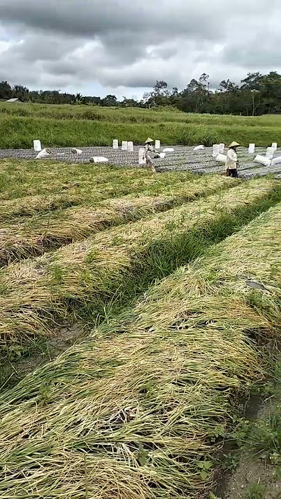 Panen bawang merah di sungai jambu