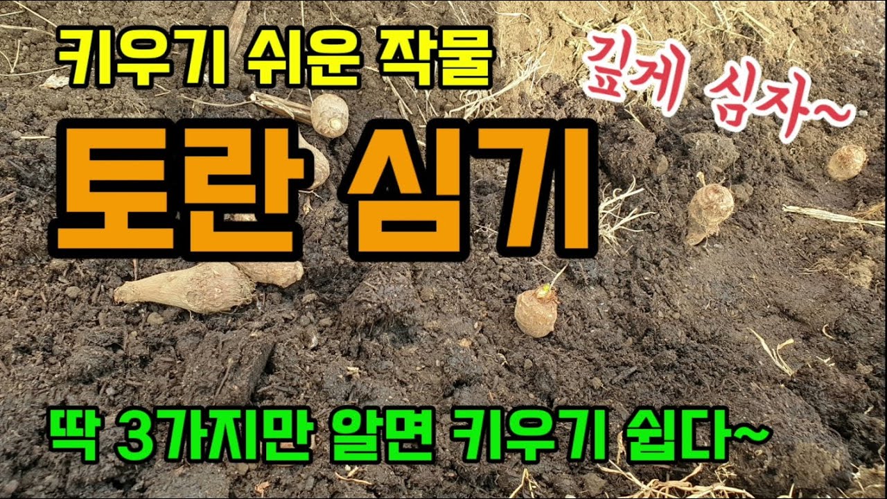 딱 3가지만 알면 토란 토란재배 쉽다 토란 깊게 심는 이유 토란 밑거름과 심는 간격과 깊이 토란다수확방법 조선토란