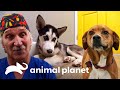 Dois cães que superaram complicações graves | Veterinário das Montanhas | Animal Planet Brasil