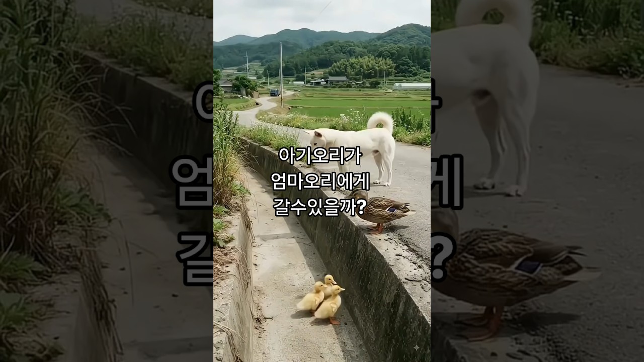 아기오리들은 위로올라갈수 있을까 (good dog)