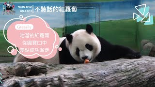 202301203 咕溜的紅蘿蔔從圓寶口中，差點成功溜走 The Giant Panda Yuan Bao