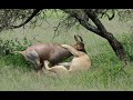 Lion takes down a Topi in the Serengeti