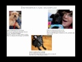 Treating Canine Distemper Virus - conference recording