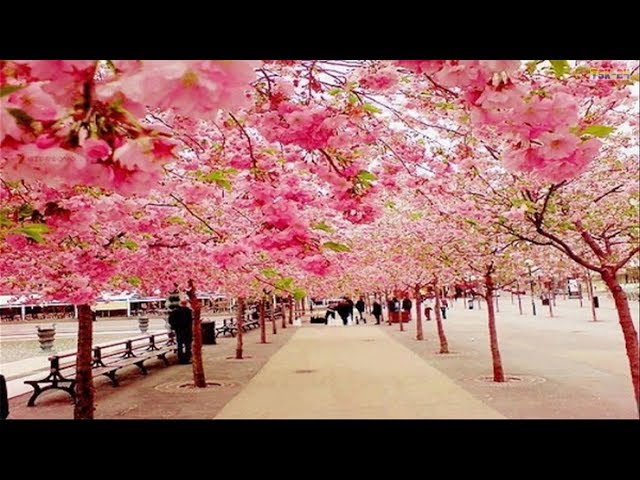 The Most Beautiful Cherry Blossom in the World class=