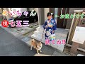 【七五三　めいちゃん】みんなでめいちゃんをお祝いしました　浪速の柴犬　shibainu