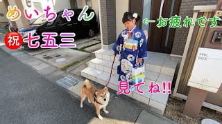 【七五三　めいちゃん】みんなでめいちゃんをお祝いしました　浪速の柴犬　shibainu