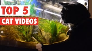 Amazing Cat Videos of the Week 2016
