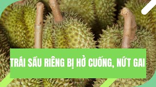 CÁCH PHÒNG TRỊ TRÁI SẦU RIÊNG BỊ HỞ CUỐNG, NỨT GAI