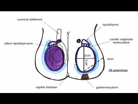 Vidéo: Scrotum: Anatomie Et Fonction, Diagramme, Conditions Et Conseils De Santé