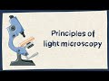 Understanding Light Microscopy