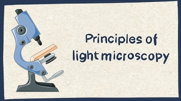 Light microscopy for beginners - Biology tutorial