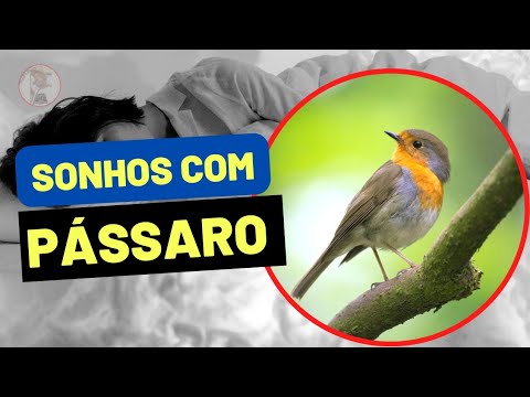 Vídeo: Por que os pássaros sonham em um sonho