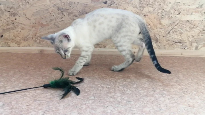 Video 1033061: savannah snow kitten, savannah kittens playing, sweet savannah, feather toy, kitten learning