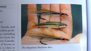 The Black Nosed Dace
