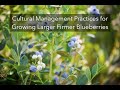 Practices for Growing Larger, Firmer Blueberries