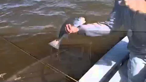 Redfish, trout and tarpon in the Indian River Lagoon