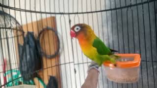 Dengar sesaat saja Lovebird manapun cepat respon,emosi naik ikut ngekek panjang.