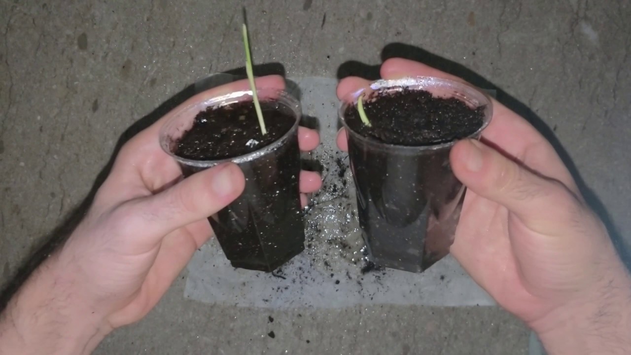 زراعة النخيل من نوى التمر فى المنزل How To Grow Date Palm Tree From Seed Youtube