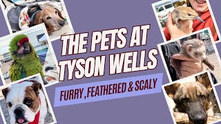 The Pets at Tyson Wells SellARama Furry Feathered Scaly  S9.E26