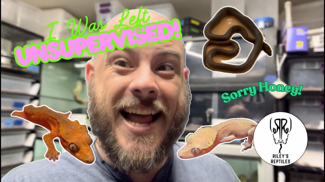 Меня оставили без присмотра! Забирали на шоу рептилий и не только!