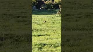 Косуля 🦌🤩🍂🍁Rogen #rügen #природа #natur#германия #rogen#косуля