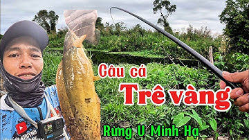 Câu cá trê vàng rừng U Minh Hạ.. giật cá liên tục (tập 185) @huukhuynhkiengiang