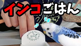 インコごはん（餌）紹介のときにチョコマカと画面に入ってくるインコ（セキセイインコの銀時じょじょじょ♪日記）