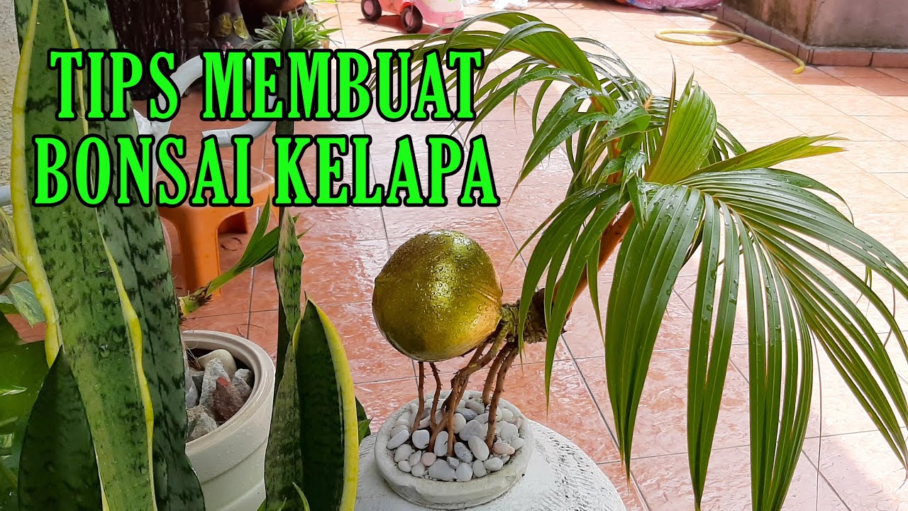 Cara Membuat Bonsai Kelapa - YouTube
