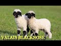 Rare Blacknose Sheep Dubbed As &#39;World&#39;s Cutest Sheep&#39; And Worth For £10,000