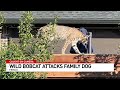 CAUGHT ON CAMERA: Bobcat snatches small dog in backyard attack