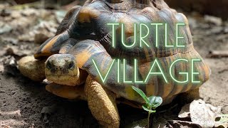 Turtle Village in Senegal - Protection of Turtles and Tortoises