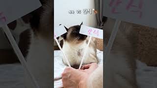 인생은 선택의 연속 #크집사 #고양이 #천재고양이