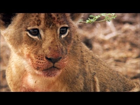 Two Lion Cubs Get a Lesson in Sharing