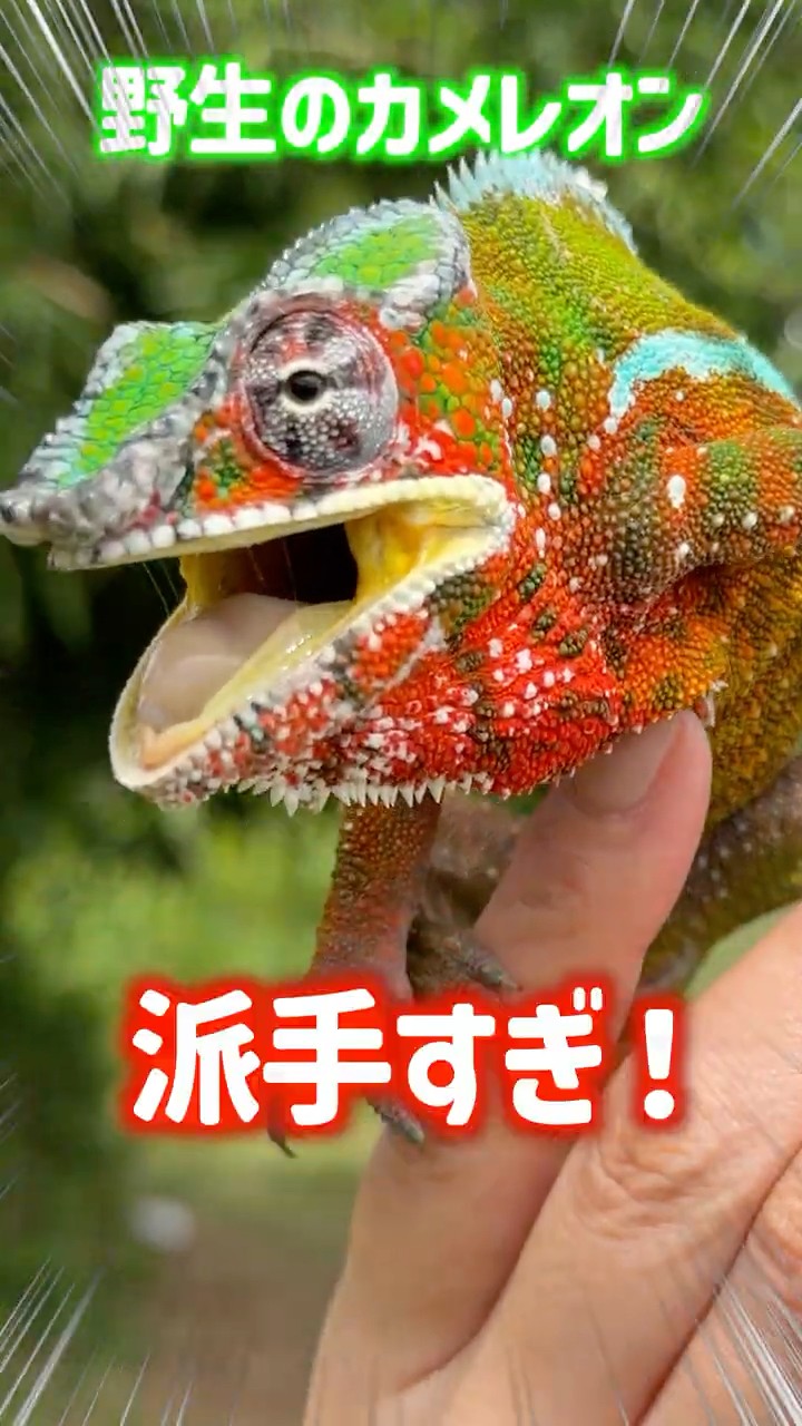 Wild chameleons are so flashy! #reptiles #shorts #chameleon